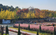 국화축제 이미지 1
